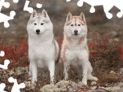 Dwa, Siberian husky, Rośliny, Psy