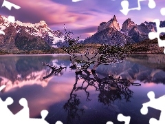 Drzewa, Jezioro Pehoe, Masyw Torres del Paine, Patagonia, Za
