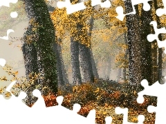 Las, Drzewa, Paprocie, Jesień