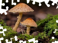 Grzyby, Las, Mech, Ściółka, Muchomory, Dwa