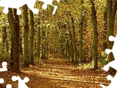 Drzewa, Droga, Dzień, Opadłe, Słoneczny, Las, Jesień, Li