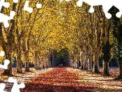 Drzewa, Park, Pożółkłe, Alejka, Jesień, Topole białe, 