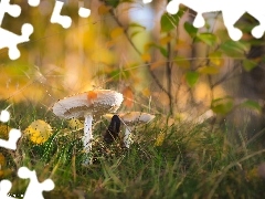 Liść, Grzyby, Trawa