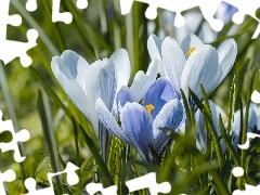 Krokusy, Jasnoniebieskie, Kwiaty