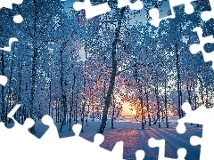 Drzewa, Wschód słońca, Ośnieżone, Wysokie, Zima