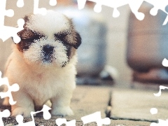 Shih Tzu, Pies, Szczeniak