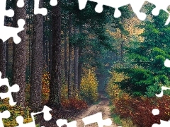 Paprocie, Las, Wysokie, Drzewa, Droga, Jesień