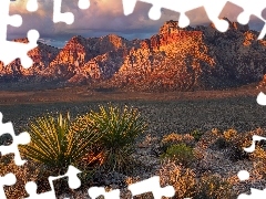 Skały, Góry, Nevada, Czerwone, Red Rock Canyon, Rośliny,