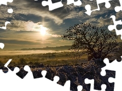 Trawa, Śnieg, Zachód słońca, Oszroniona, Zima, Drzewa, C
