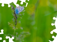 Źdźbło, Motyl, Zielone, Tło, Trawa, Modraszek ikar
