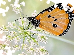 Makro, Motyl, Dzika marchew, Rozmycie, Roślina, Monarcha z