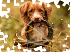 Trawa, Pies, Trąbka sygnałowa, Trąbka myśliwska, Instrument, Retriever z Nowej Szkocji