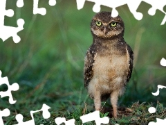 Trawa, Sowa, Pójdźka