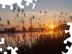 Jezioro, Szuwary, Zachód słońca, Trawa
