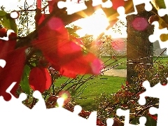Słońca, Zachód, Park, Jesień, Liście
