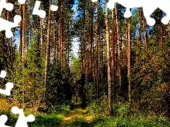 Krzewy, Droga, Wysokie, Drzewa, Las