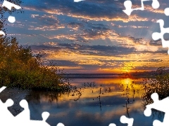 Szuwary, Drzewa, Wschód słońca, Krzewy, Jezioro, Trawa, C