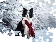 Szalik, Pies, Gałązki, Border collie, Biało-czarny, Ośni