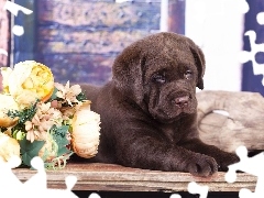Labrador retriever, Kwiaty, Szczeniak, Czekoladowy, Pies