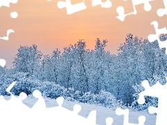 Krzewy, Drzewa, Śnieg, Ośnieżone, Zima