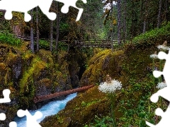 Las, Stan Waszyngton, Skały, Park Narodowy Mount Rainier, S