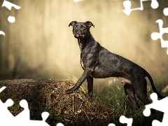 Pień, Trawa, Pit Bull Terrier, Sylwetka, Pies