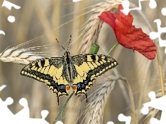 Motyl, Paź królowej, Kłosy, Mak, Zboże