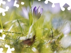 Liliowy, Źdźbła, Trawy, Krokus