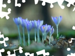 Liliowe, Kwiaty, Kępka, Krokusy
