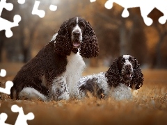 Springer spaniele angielskie, Dwa, Psy