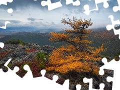 Rośliny, Kamienie, Drzewo, Modrzew, Góry