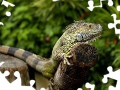 Iguana, Pień, Drzewa, Legwan zielony