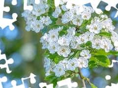 Kwiaty, Listki, Gałązka, Białe, Drzewo owocowe