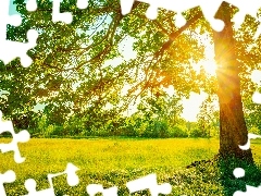 Trawa, Dąb, Promienie słoneczne, Drzewo