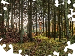 Liście, Drzewa, Ścieżka, Opadłe, Las