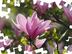 Różowe, Liście, Zbliżenie, Magnolie