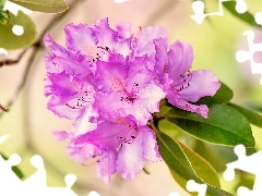 Różanecznik, Liście, Rododendron, Różowy, Kwiaty
