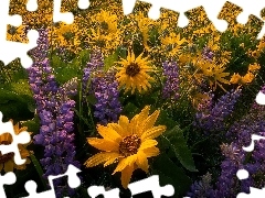 Łubin, Łąka, Kwiaty, Balsamorhiza, Żółte