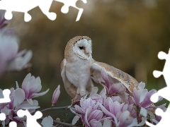 Magnolia, Rozmyte tło, Płomykówka, Gałąź, Sowa