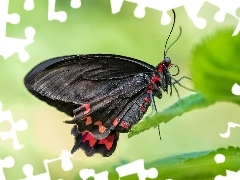 Liść, Makro, Motyl, Scarlet mormon, Czarny