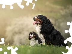 Dwa, King charles spaniel, Berneński pies pasterski, Psy