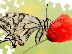 Kwiat, Motyl, Mak, Makro, Czerwony, Paź królowej