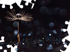 Bokeh, Makro, Dmuchawca, Kropla, Niełupek