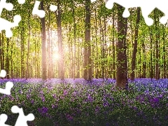 Las, Wiosna, Kwiaty, Promienie słońca, Fioletowe, Drzewa
