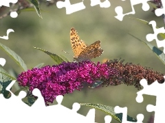 Kwiat, Budleja, Motyl, Różowa