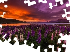 Łąka, Nowa Zelandia, Zachód słońca, Góry, Jezioro Tekapo, Łubin