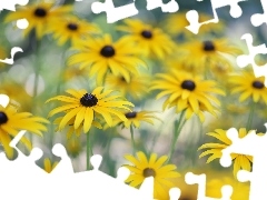 Rudbekia, Kwiaty, Zbliżenie, Żółte