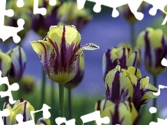 Kwiaty, Tulipany, Krople, Żółto-fioletowe