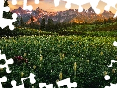 Tatoosh Range, Drzewa, Stany Zjednoczone, Łąka, Stan Waszy