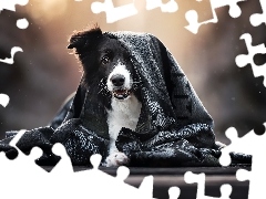 Szal, Pies, Border collie
